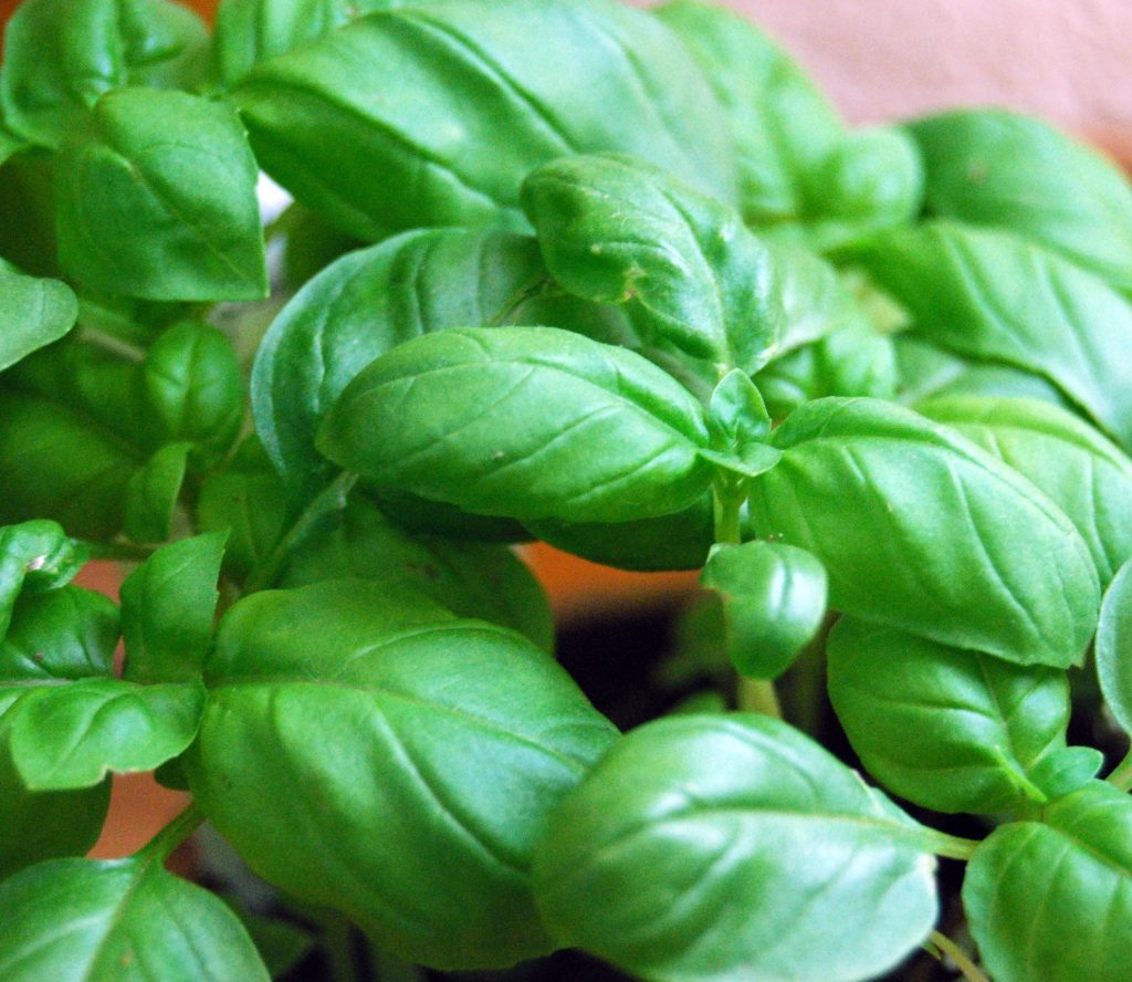 7 Aphrodisiac Foods for Love Mystic Compatibility