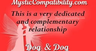 dog dog compatibility