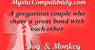 dog monkey compatibility