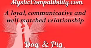 dog pig compatibility