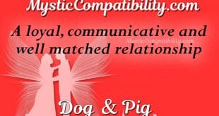 dog pig compatibility