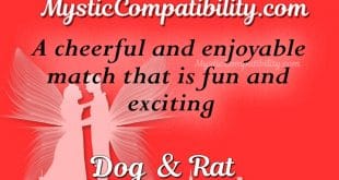 dog rat compatibility