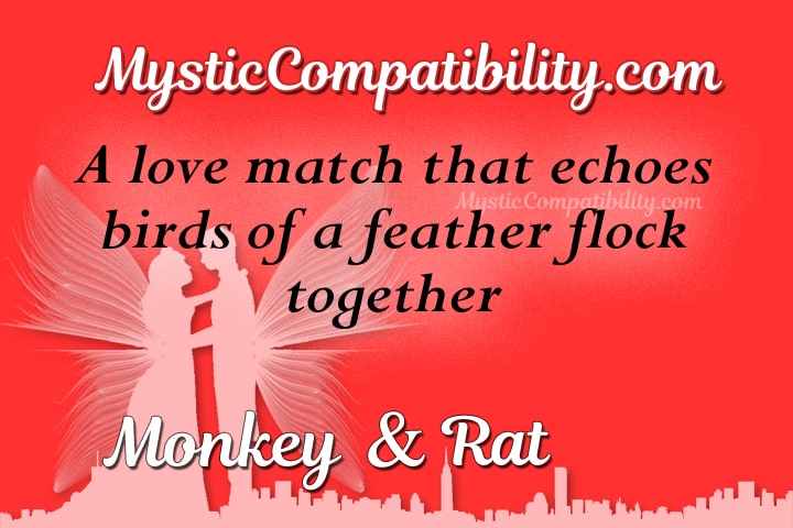 monkey rat compatibility