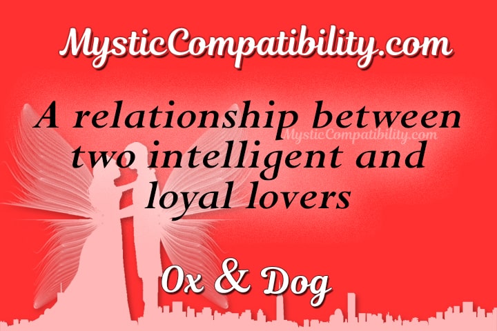 Ox Dog Compatibility