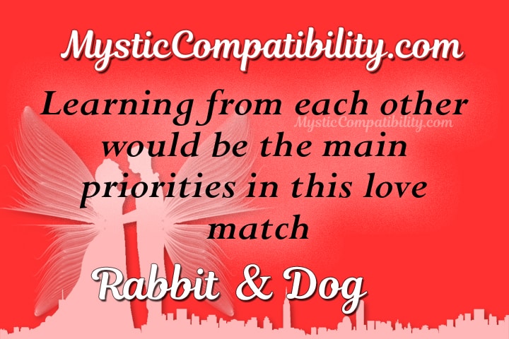 Rabbit Dog Compatibility